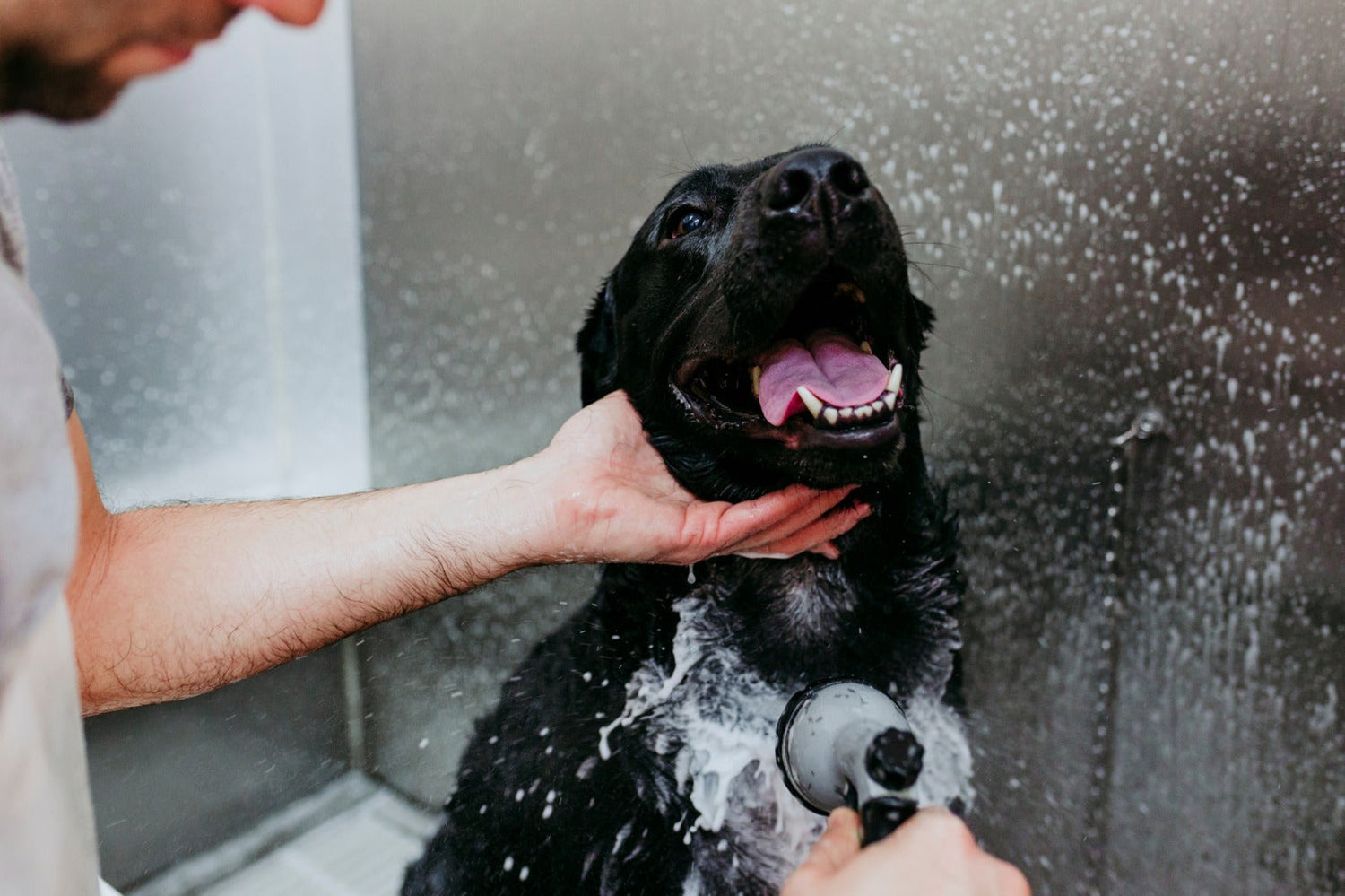 How often dog bath: Complete guide for every dog parent