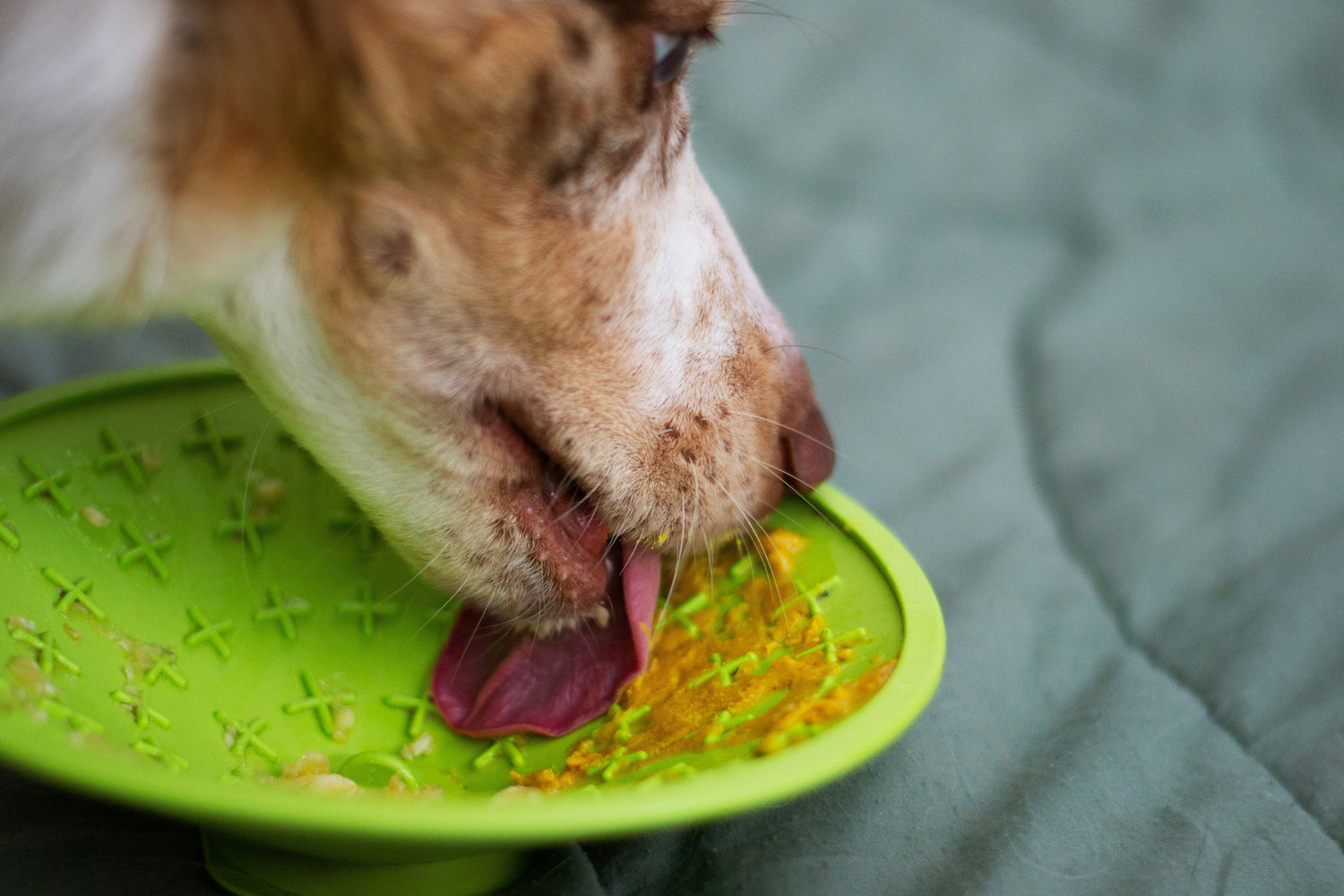 Dog Food Recipes: Complete guide to healthy, homemade meals for your dog