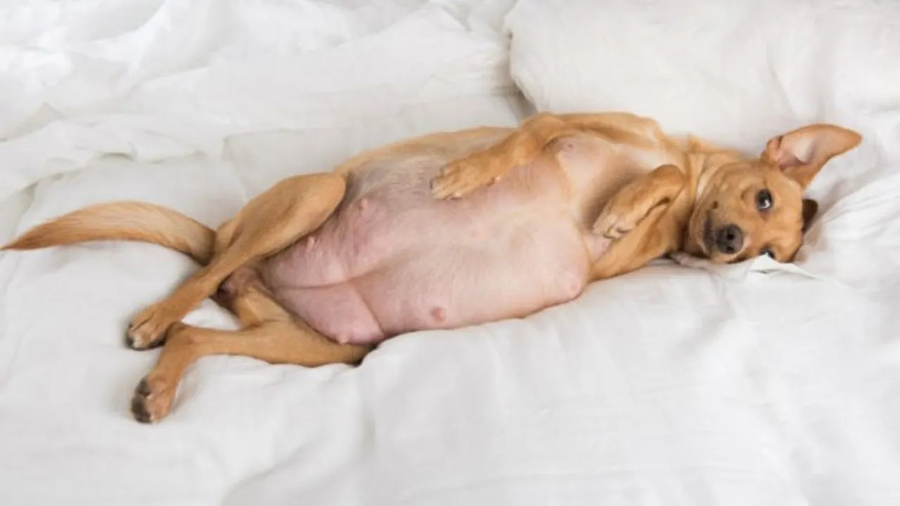 Dog Gestation Period Complete guide to pregnancy in dogs