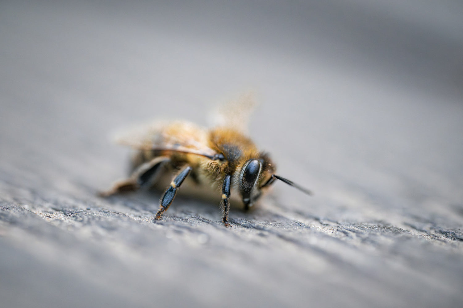 Dog Stung by Bee: What to Do, Symptoms, and When to Worry