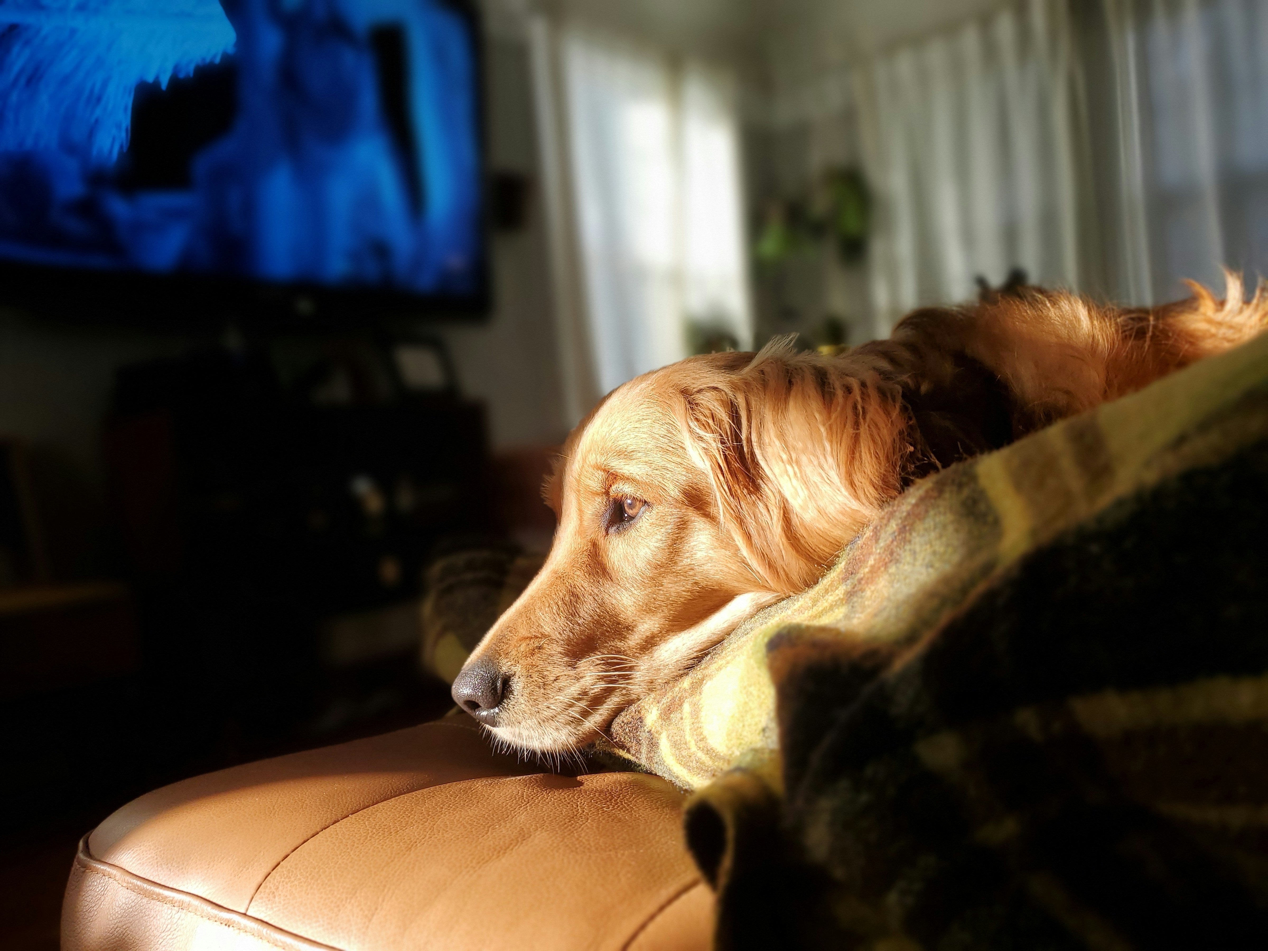 Dog Movies on Netflix: The best titles to watch!