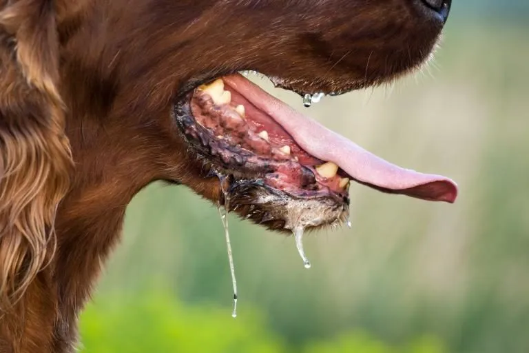 How dogs get rabies? Syntoms, transmission and prevention