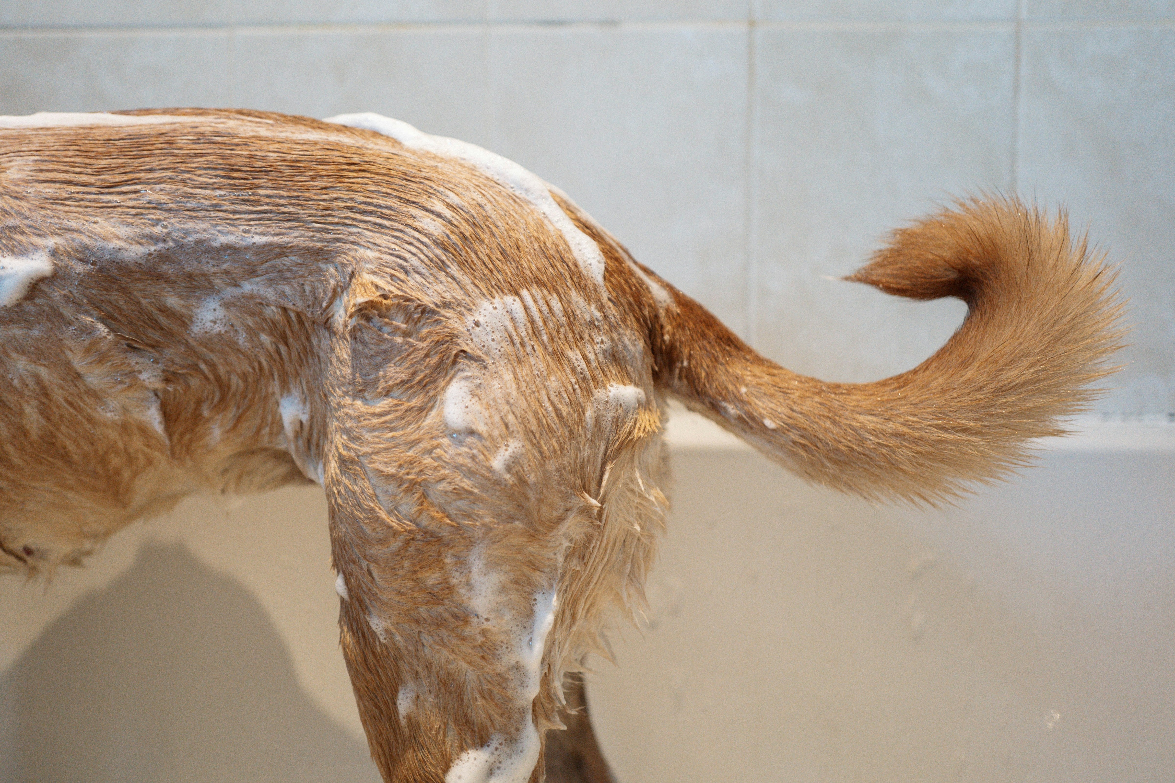 How often dog bath: Complete guide for every dog parent