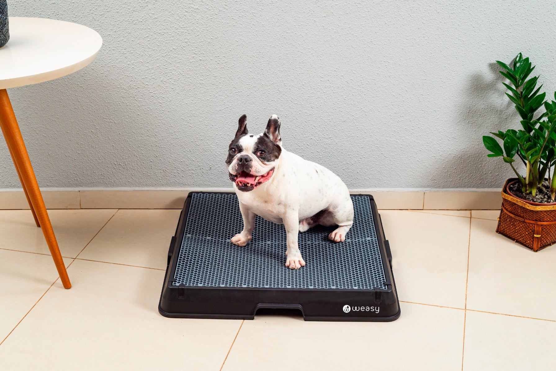 image of a dog sitting on the Weasy Smart Potty size medium
