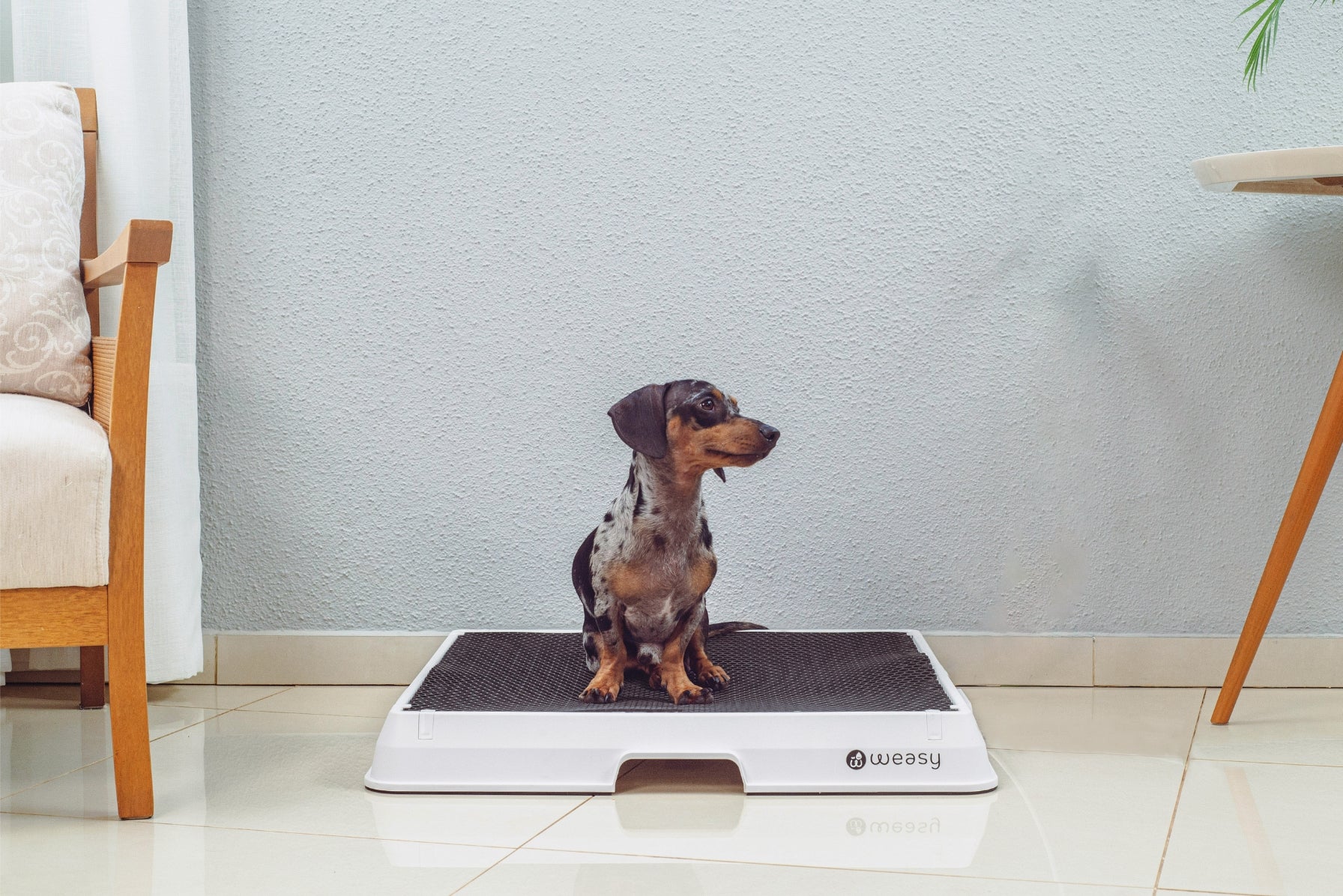 image of a dog sitting on the Weasy Smart Potty size medium