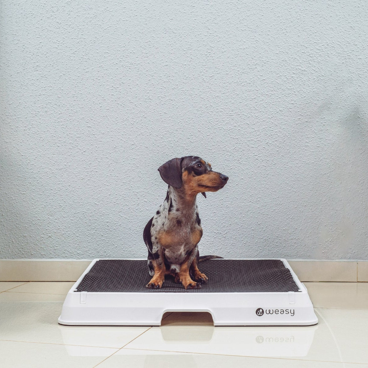 image of a dog sitting on the Weasy Smart Potty size medium