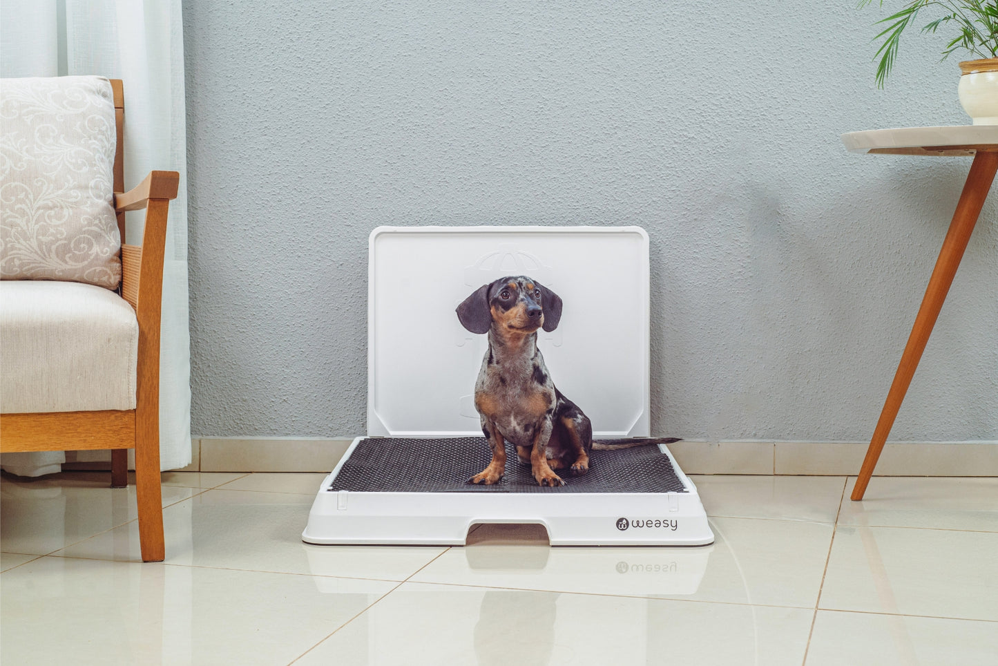 image of a Dachshund dog sitting on the Weasy Smart Potty size Medium on the floor.