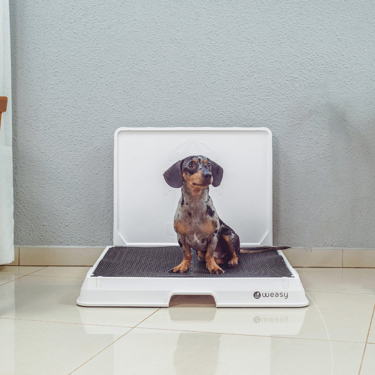 image of a Dachshund dog sitting on the Weasy Smart Potty size Medium on the floor.
