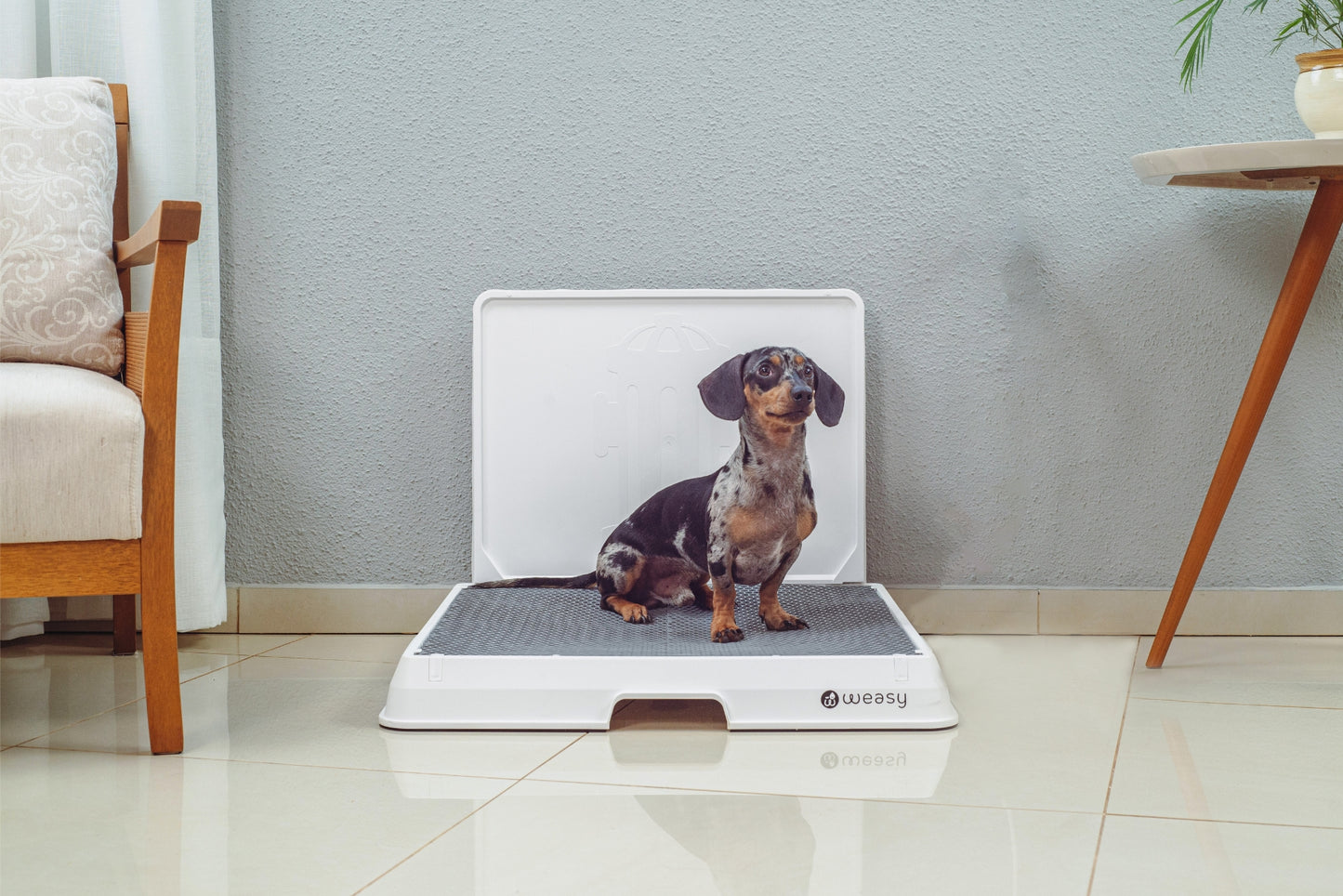 image of a Dachshund dog sitting on the Weasy Smart Potty size Medium on the floor.