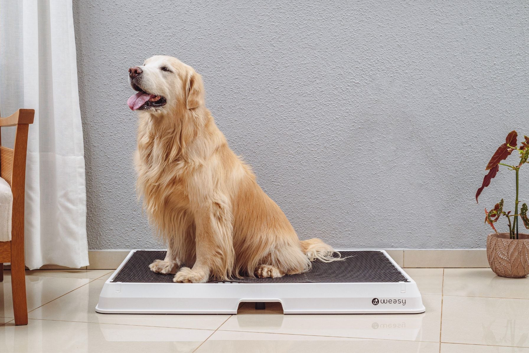 image of a golden retriever  sitting on the Weasy Smart Potty size large on the floor.