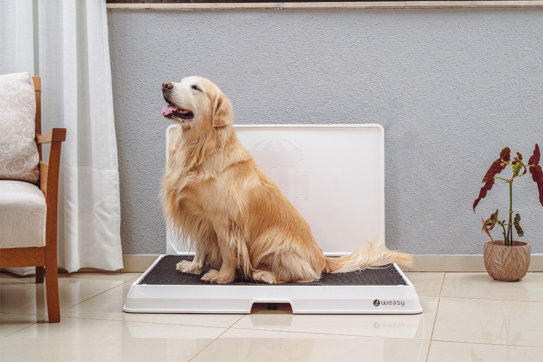 image of a golden retriever  sitting on the Weasy Smart Potty size large on the floor.