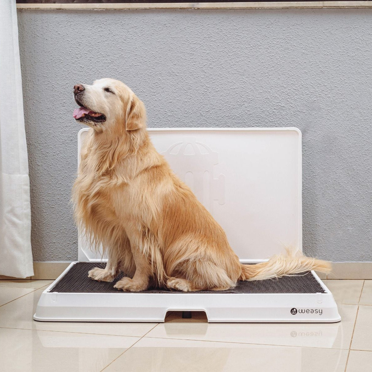 image of a golden retriever sitting on the Weasy Smart Potty size large on the floor.