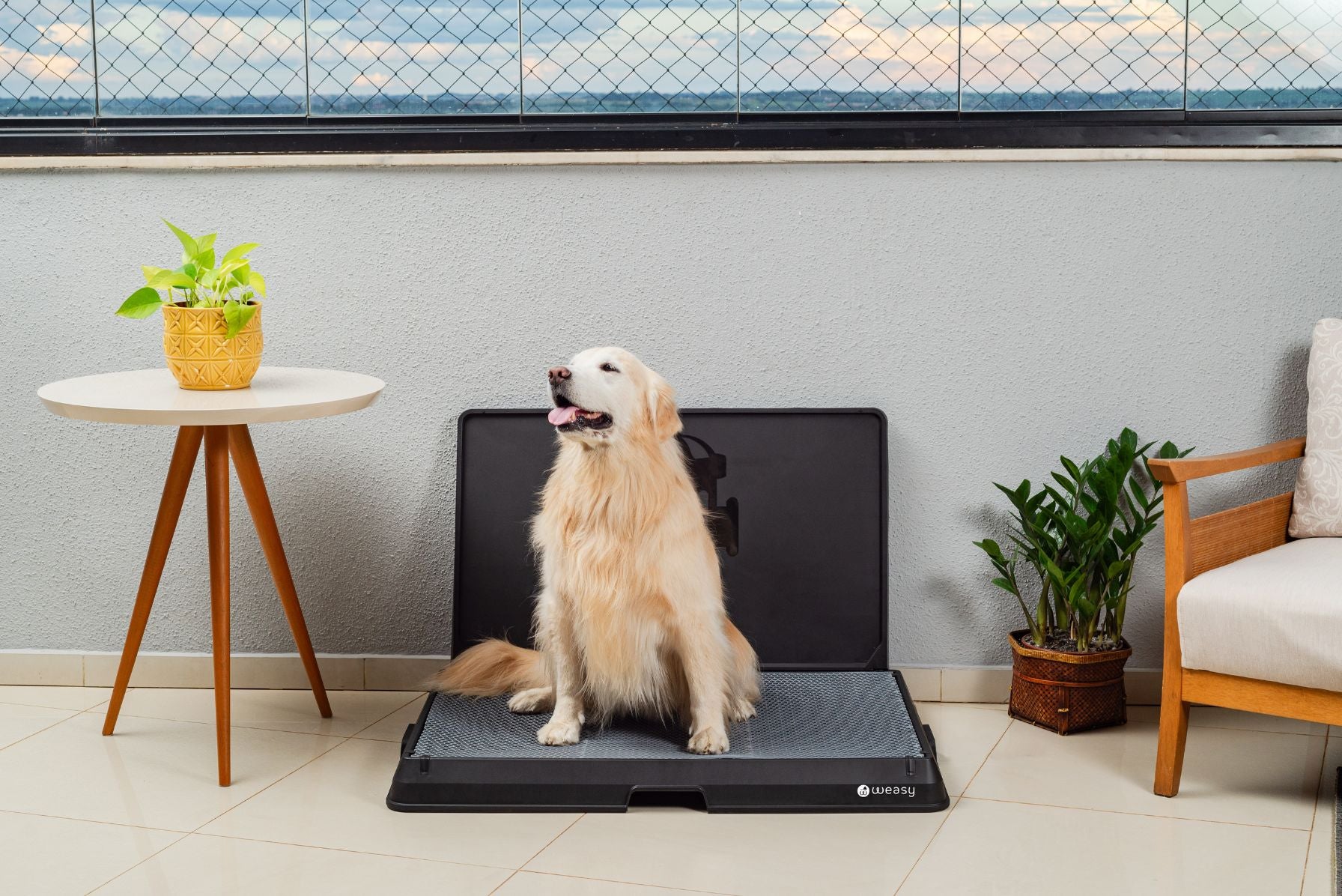 image of a golden retriever  sitting on the Weasy Smart Potty size large on the floor.