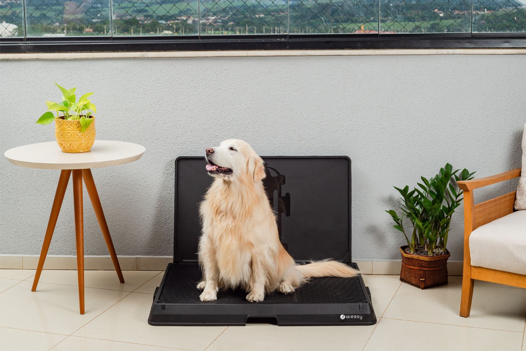 image of a golden retriever  sitting on the Weasy Smart Potty size large on the floor.