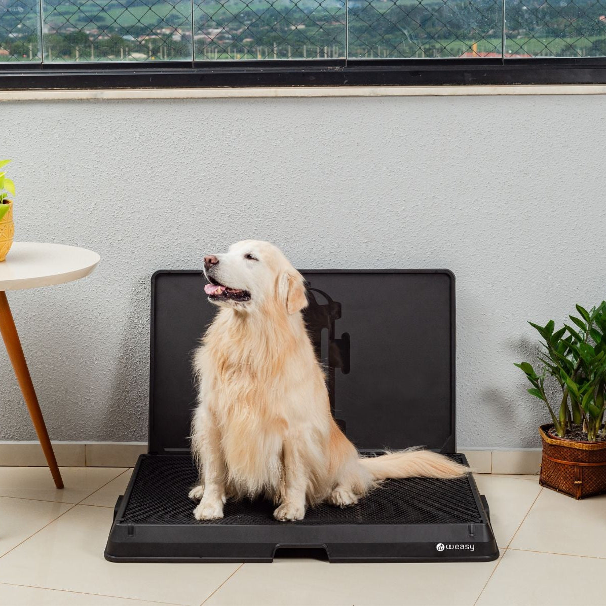 image of a golden retriever sitting on the Weasy Smart Potty size large on the floor.