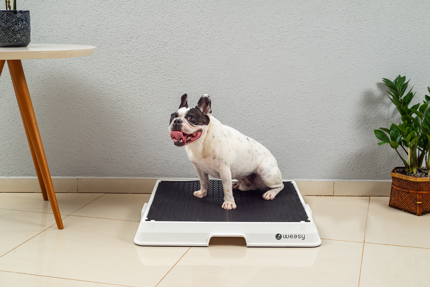 Image of a Dog sitting on the Weasy Smart Potty