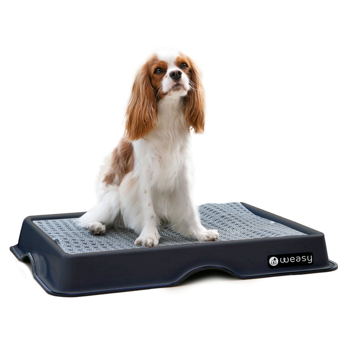 Weasy Smart Potty