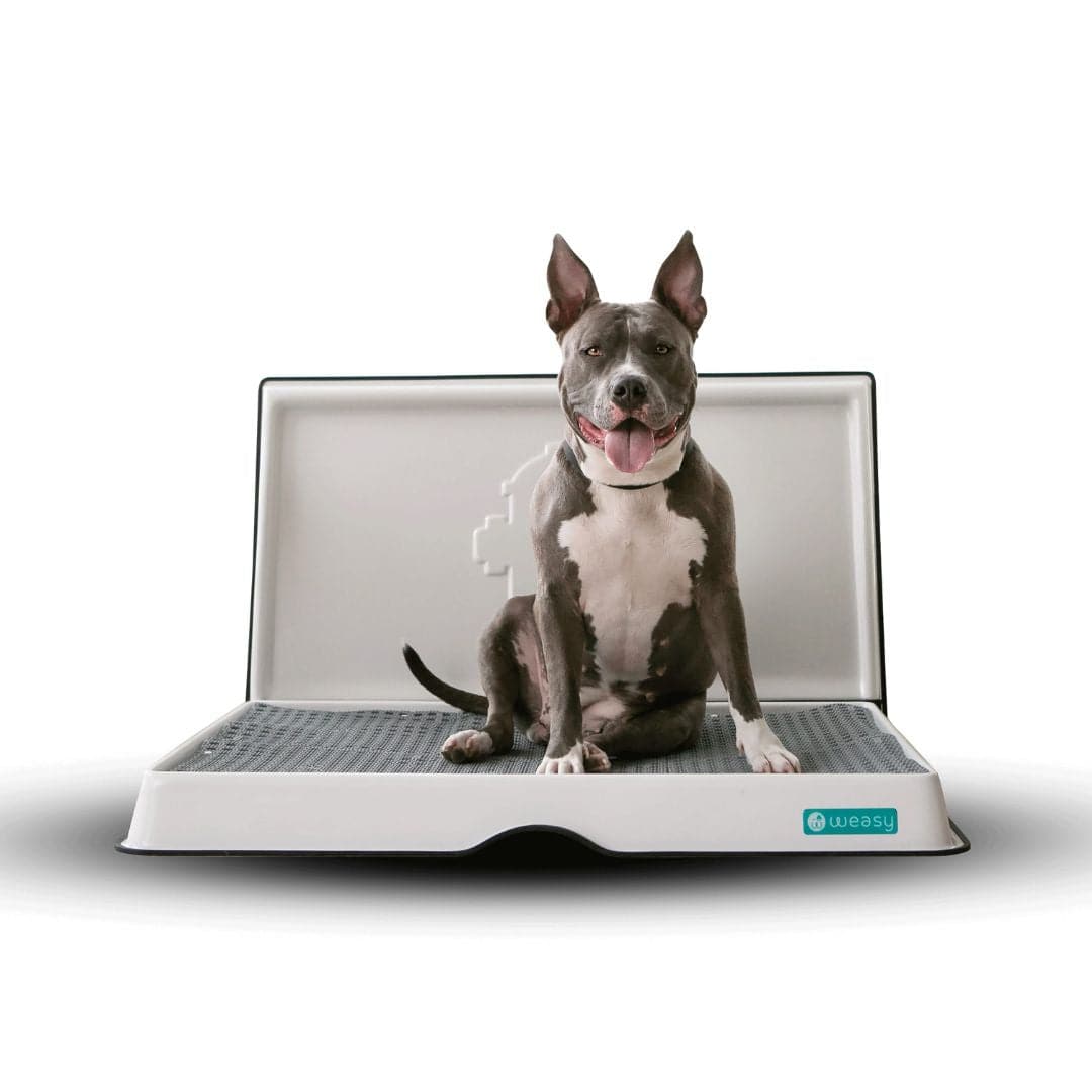 Weasy Smart Potty