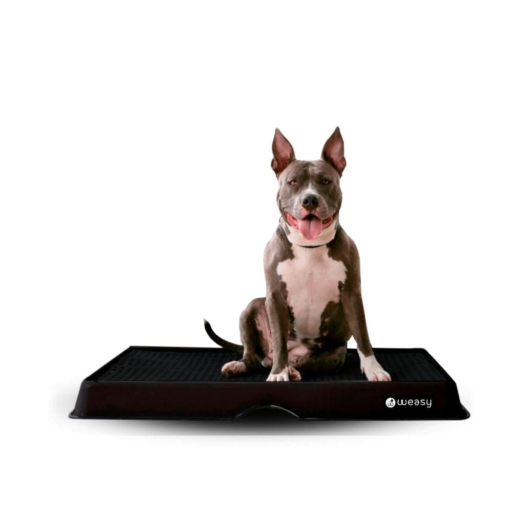 Weasy Smart Potty