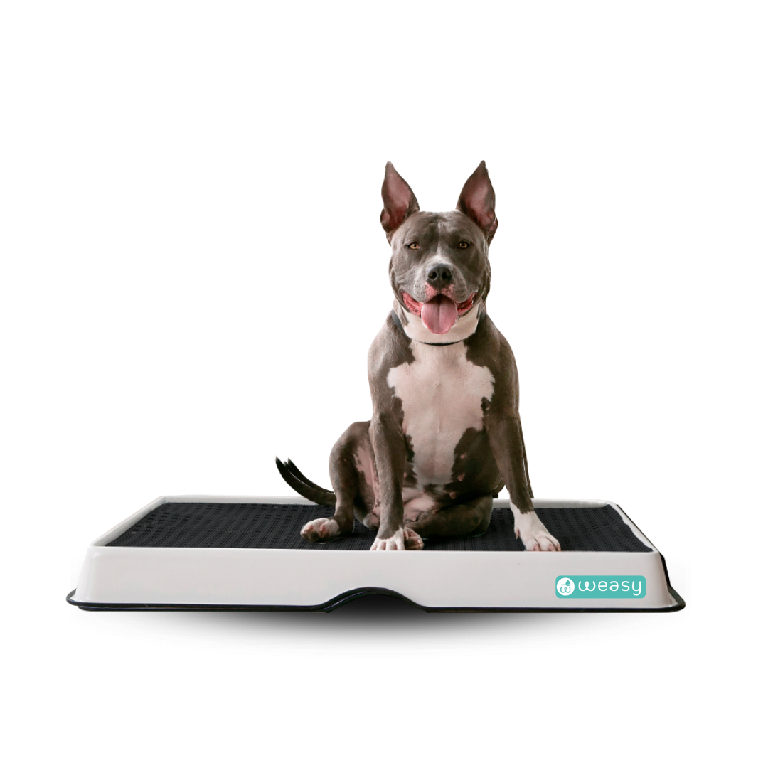 Weasy Smart Potty