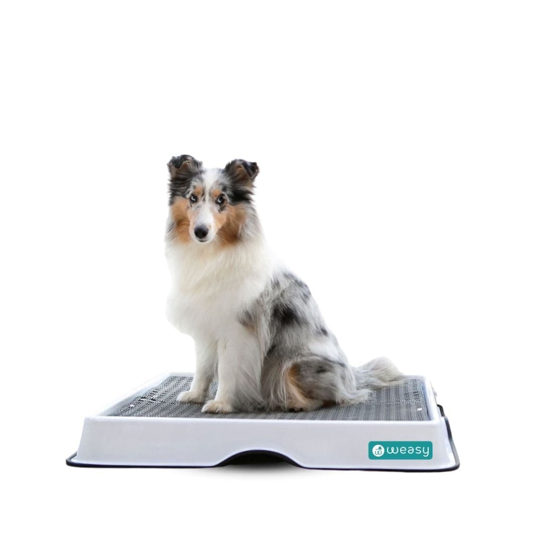 Weasy Smart Potty