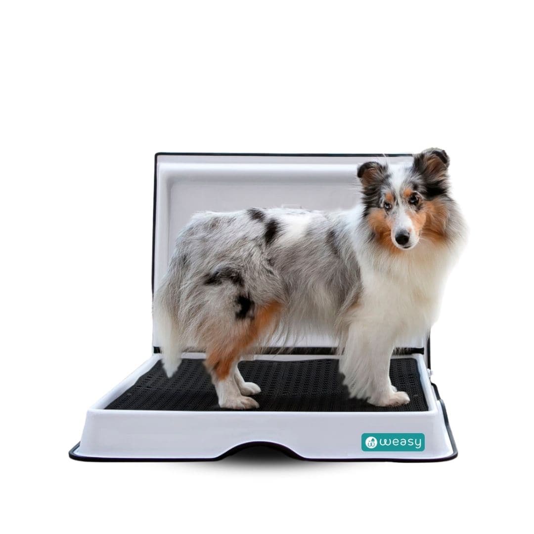 Weasy Smart Potty