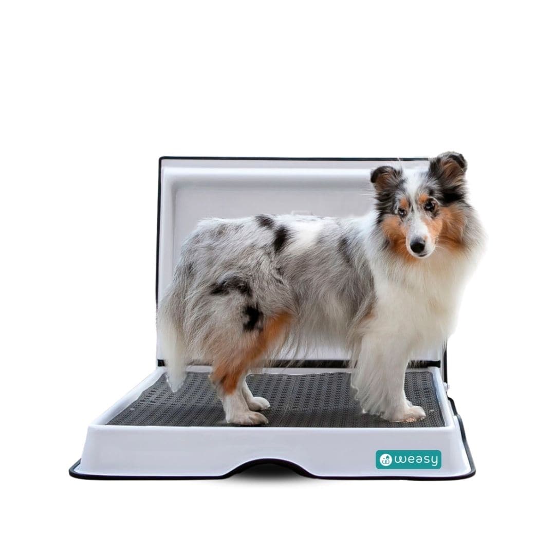 Weasy Smart Potty