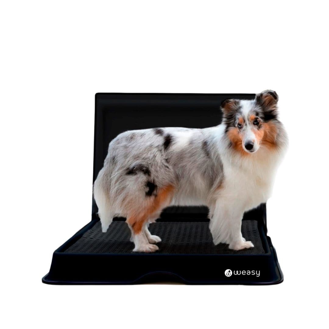 Weasy Smart Potty