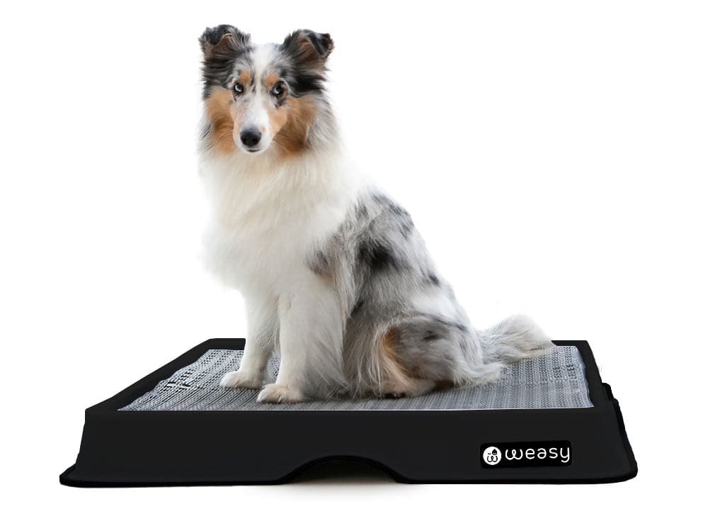 Weasy Smart Potty