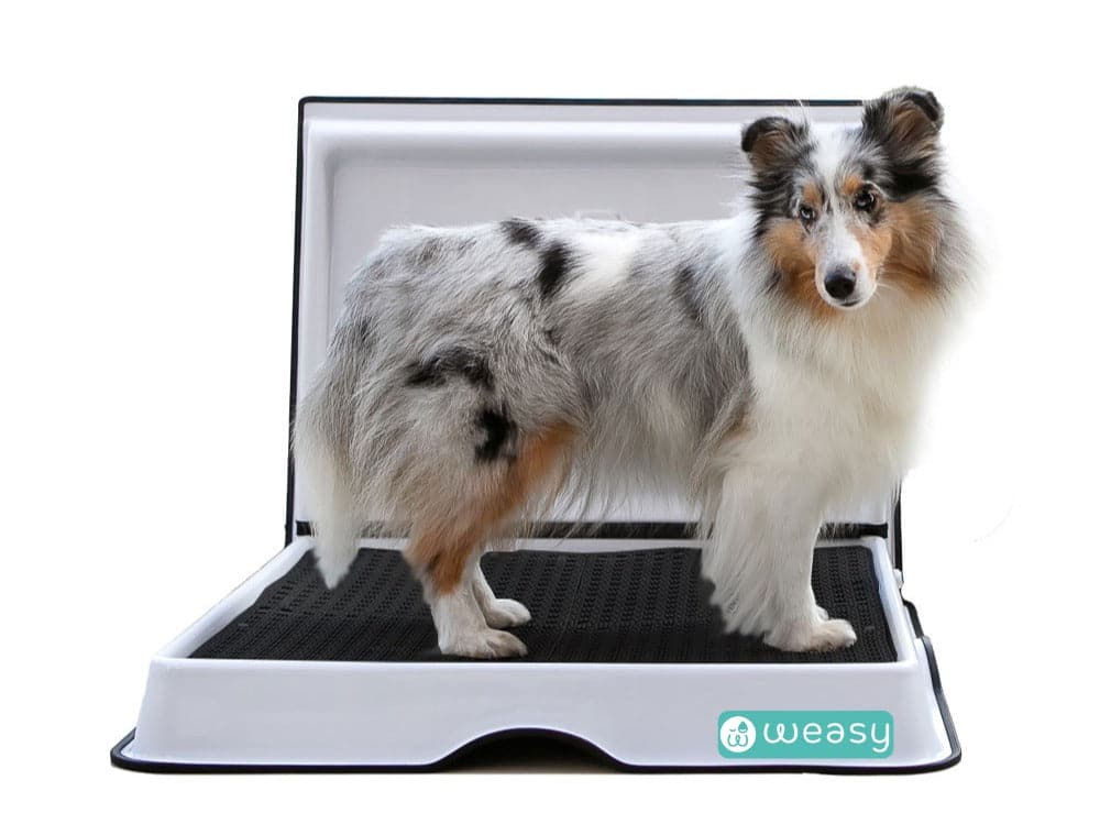Weasy Smart Potty