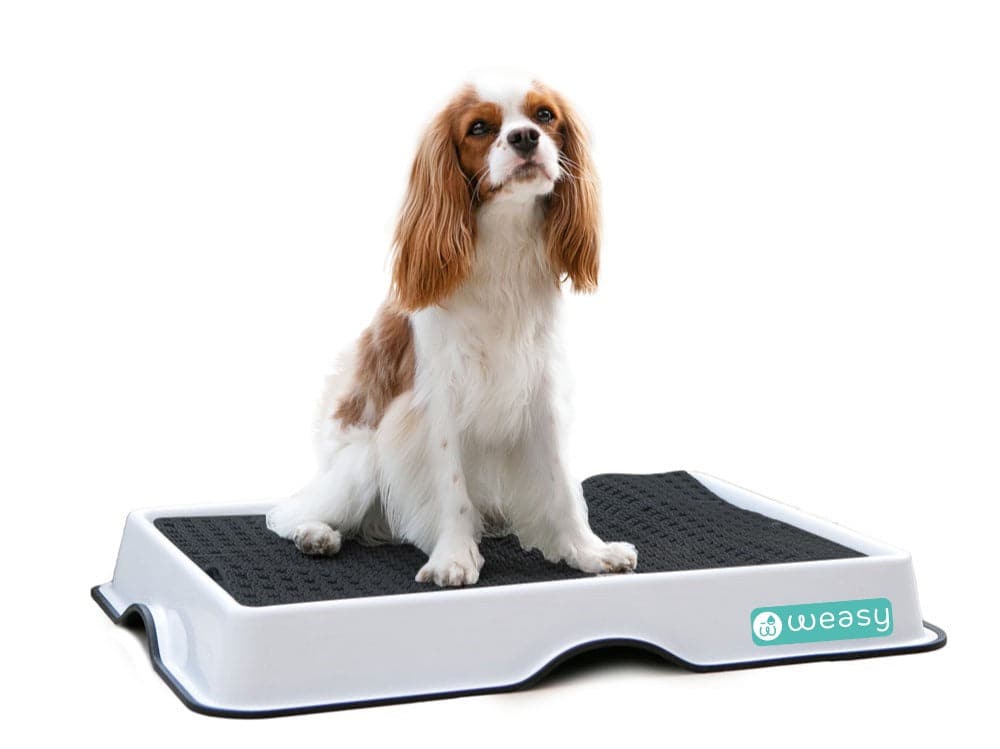 Weasy Smart Potty
