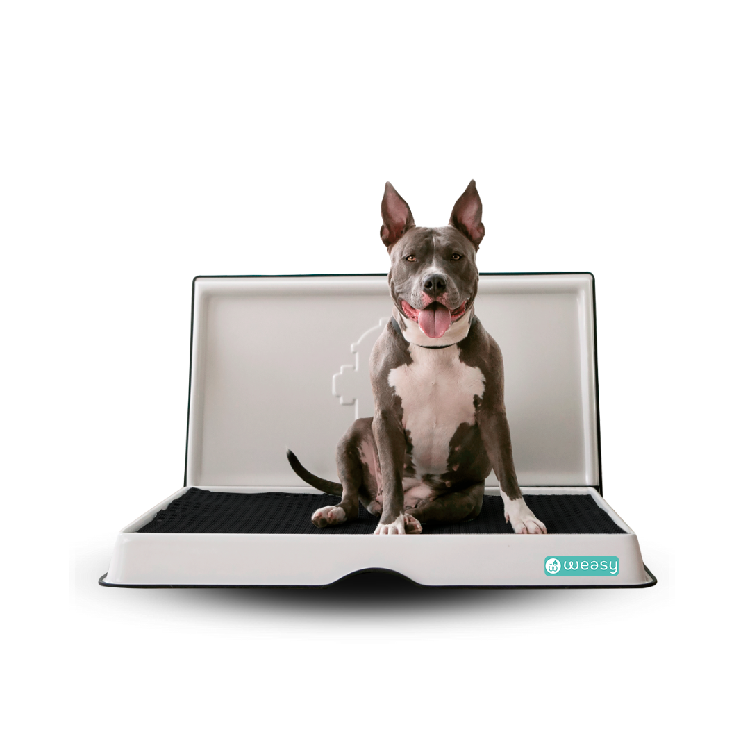 Weasy Smart Potty