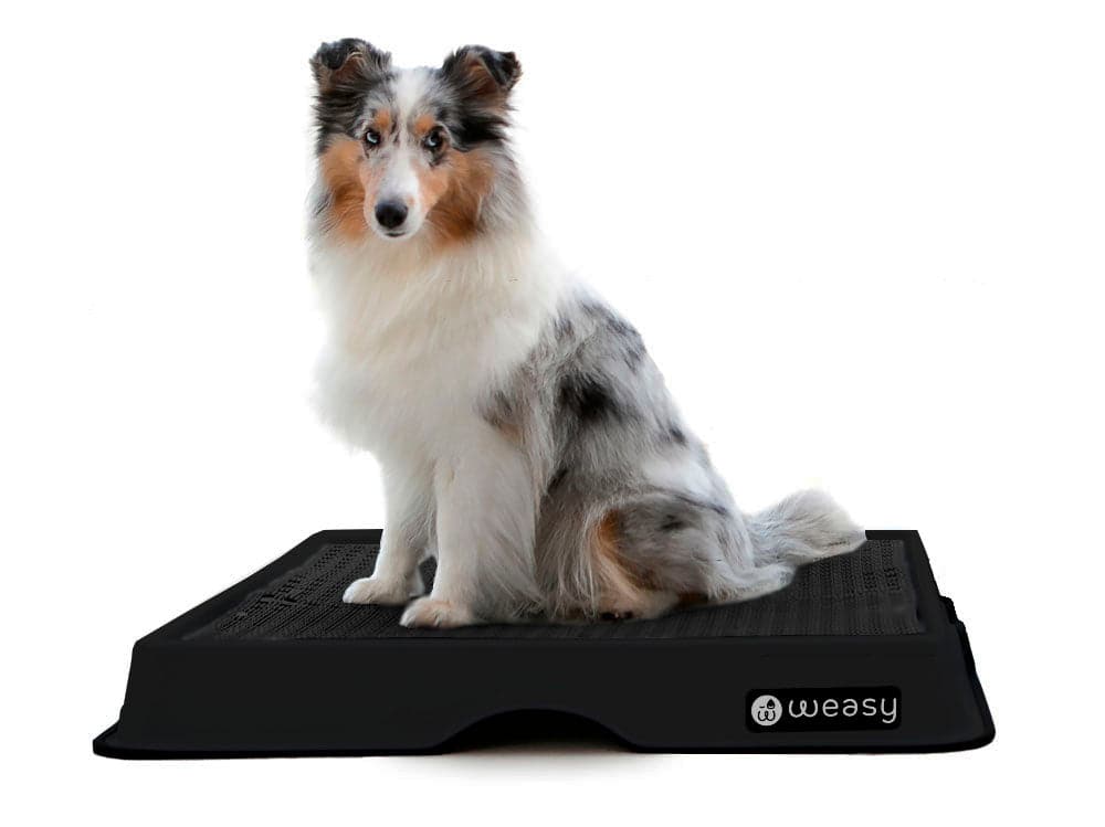 Weasy Smart Potty