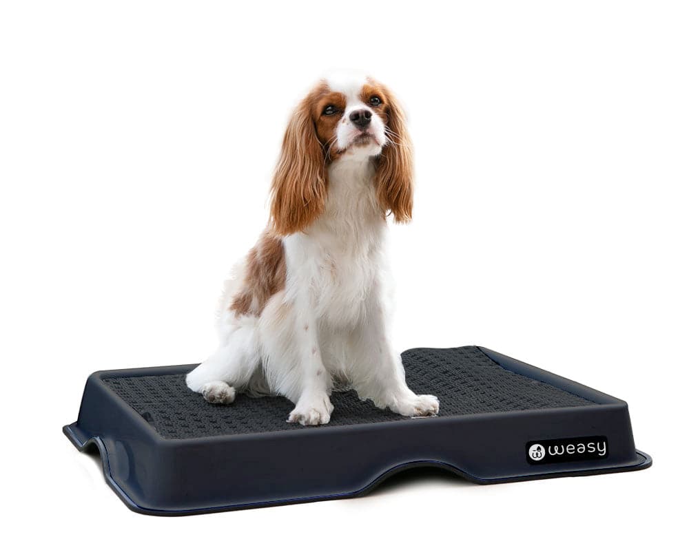 Weasy Smart Potty