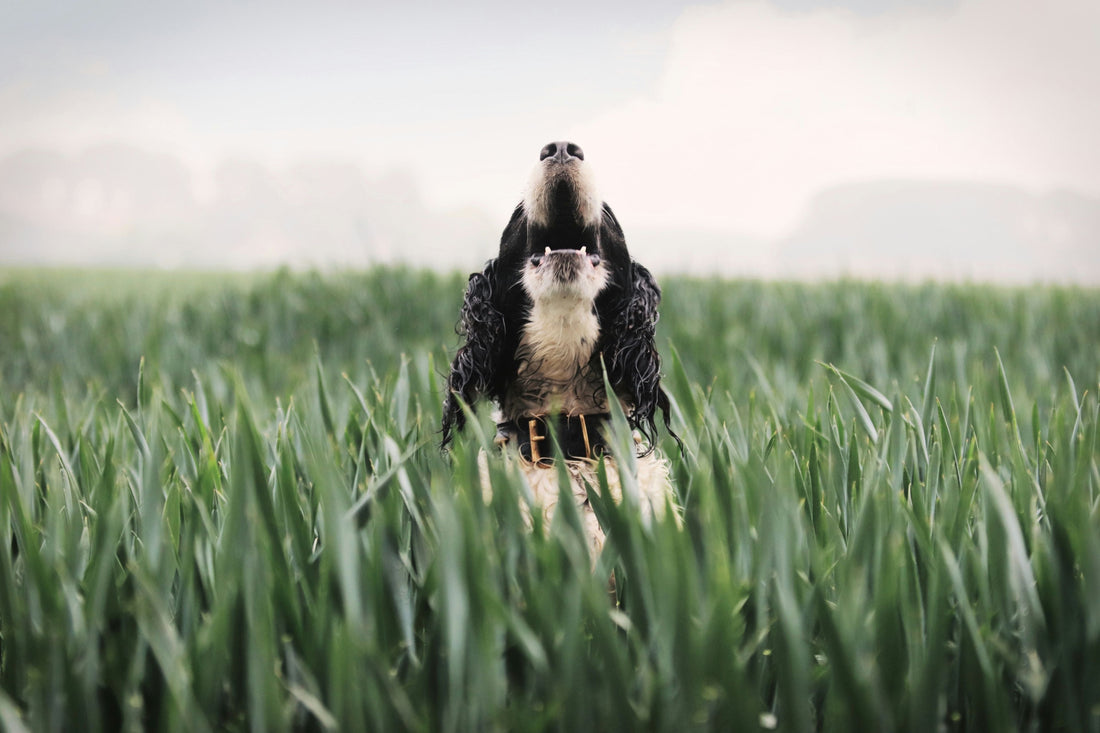 Dog Barking: The complete guide to help them stop!