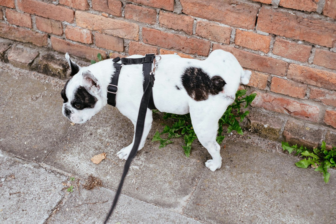 How to Teach Your Dog to Pee in the Right Place: An Easy Guide to Help You Out