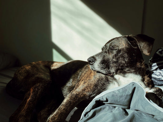 How long do dogs live: life expectancy and tips for longevity