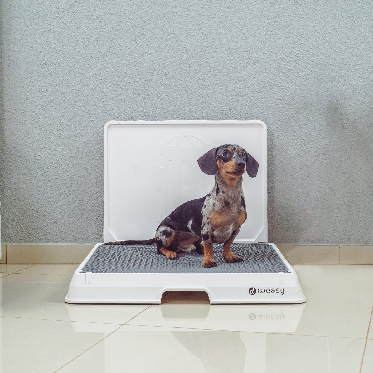  image of a Dachshund dog sitting on the Weasy Smart Potty size Medium on the floor. 