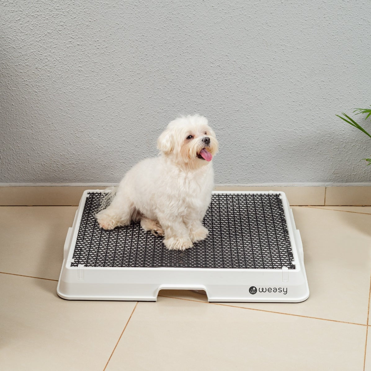 image of a dog sitting on a white Weasy Smart Potty size small with a  mat, placed on a tiled floor. 