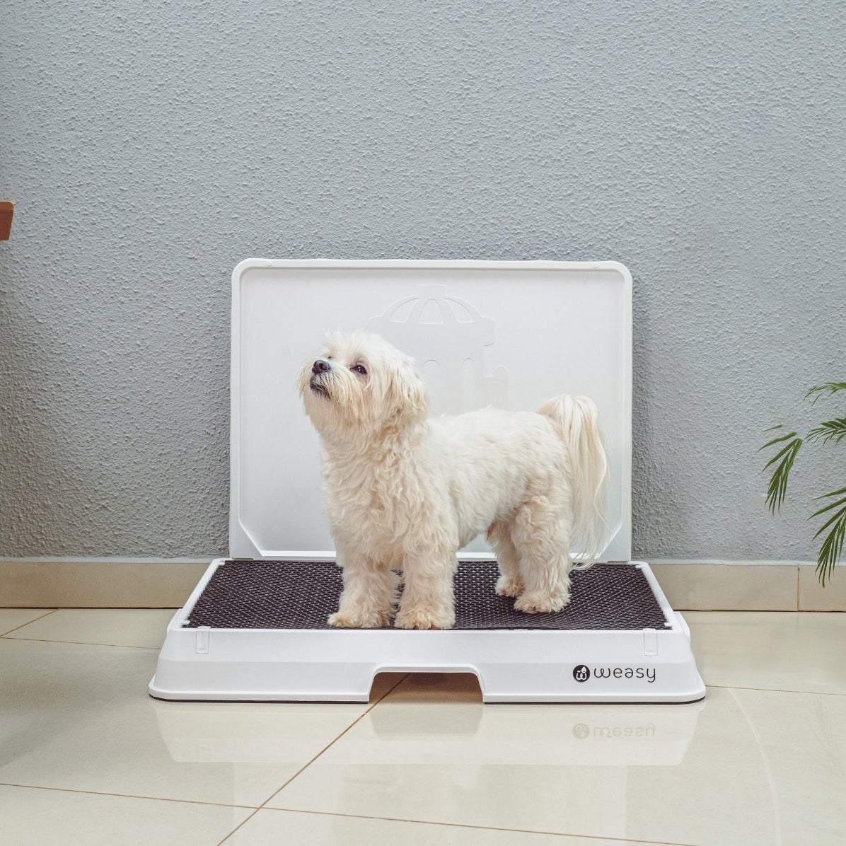 image of a Small dog sitting on the Weasy Smart Potty size Small