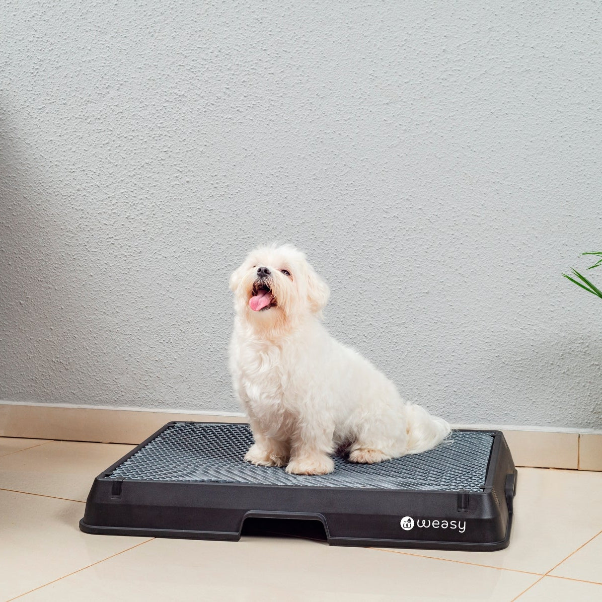 image of a dog sitting on a black Weasy Smart Potty size small with a  mat, placed on a tiled floor. 