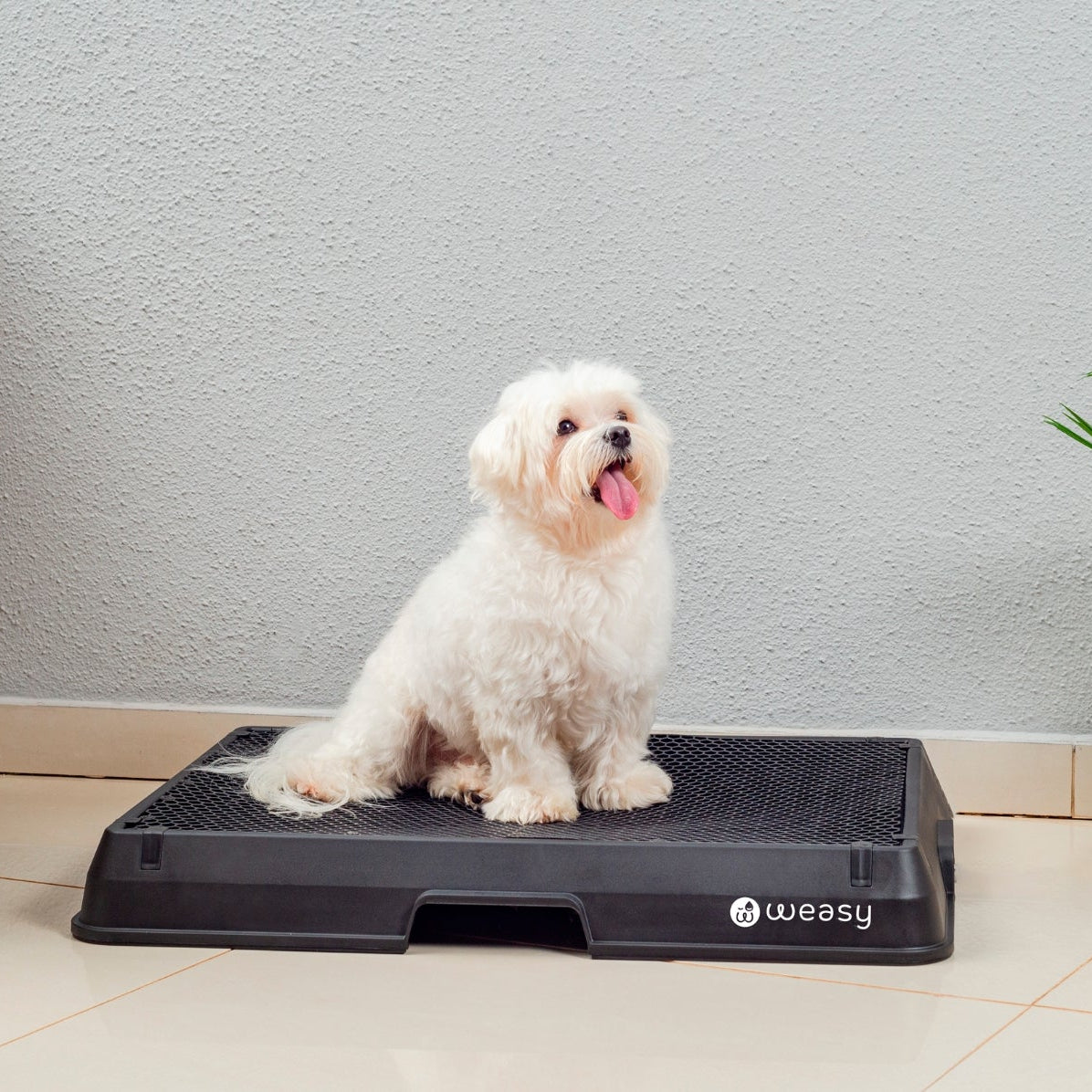 image of a dog sitting on a black Weasy Smart Potty size small with a  mat, placed on a tiled floor. 