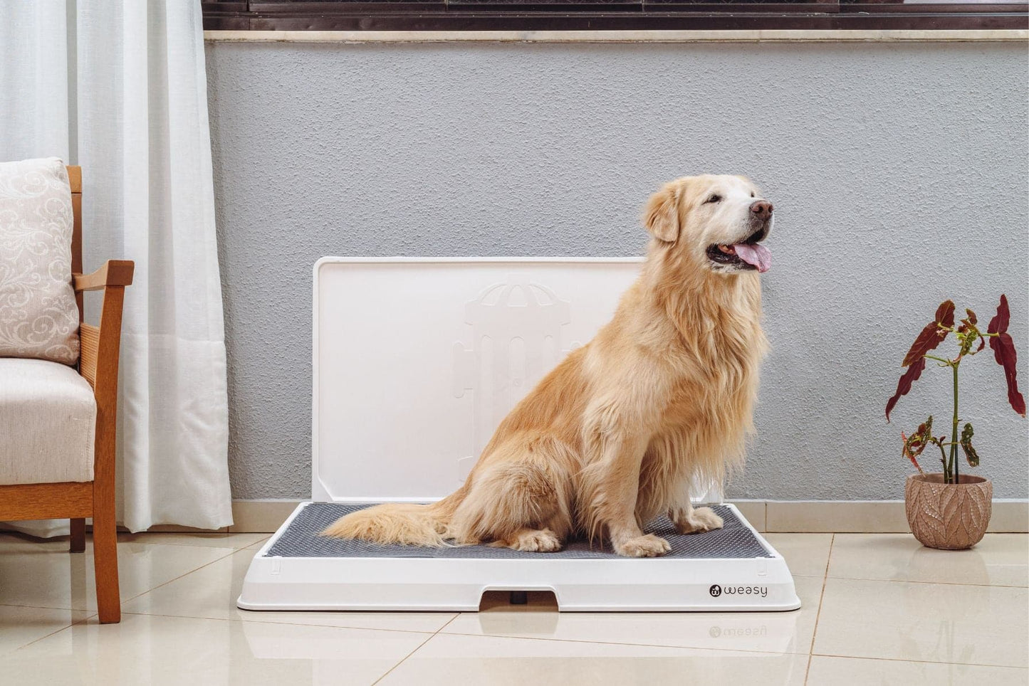 A image of a  golden retriever dog sitting on a white Weasy Smart Potty size Large with a  mat, placed on a tiled floor. 