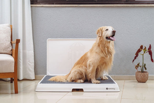 A image of a  golden retriever dog sitting on a white Weasy Smart Potty size Large with a  mat, placed on a tiled floor. 