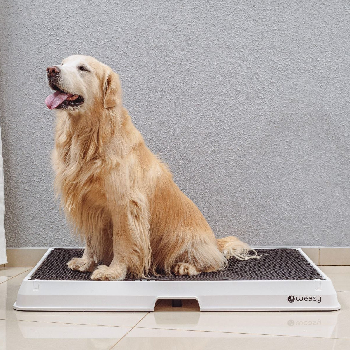 image of a golden retriever  sitting on the Weasy Smart Potty size large on the floor. 