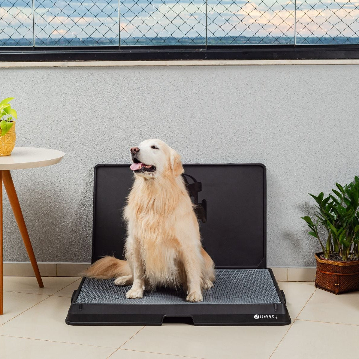 image of a golden retriever  sitting on the Weasy Smart Potty size large on the floor. 