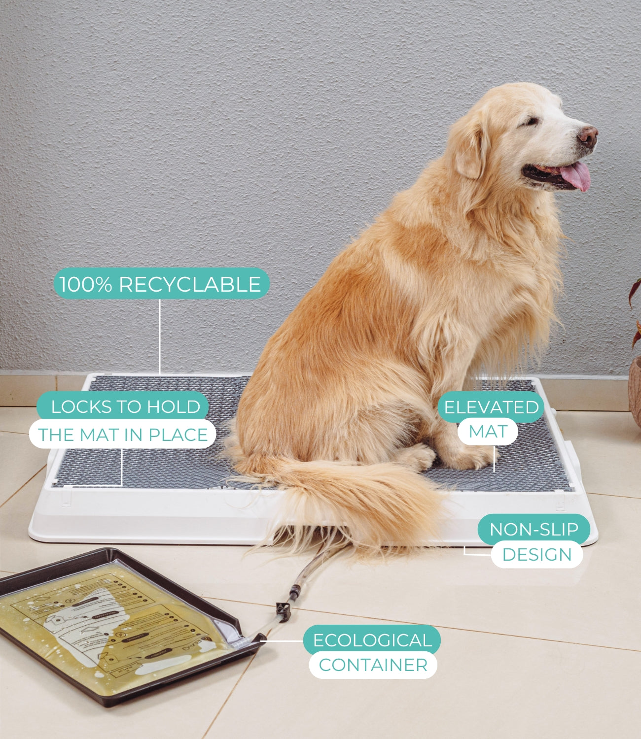 Image of a golden retriever dog sitting on the Weasy Smart Potty. The Weasy Bag is visible beneath the tray, where it collects urine. The image highlights key product features, including the elevated mat, non-slip design, eco-friendly container, secure mat locks, and 100% recyclable materials.