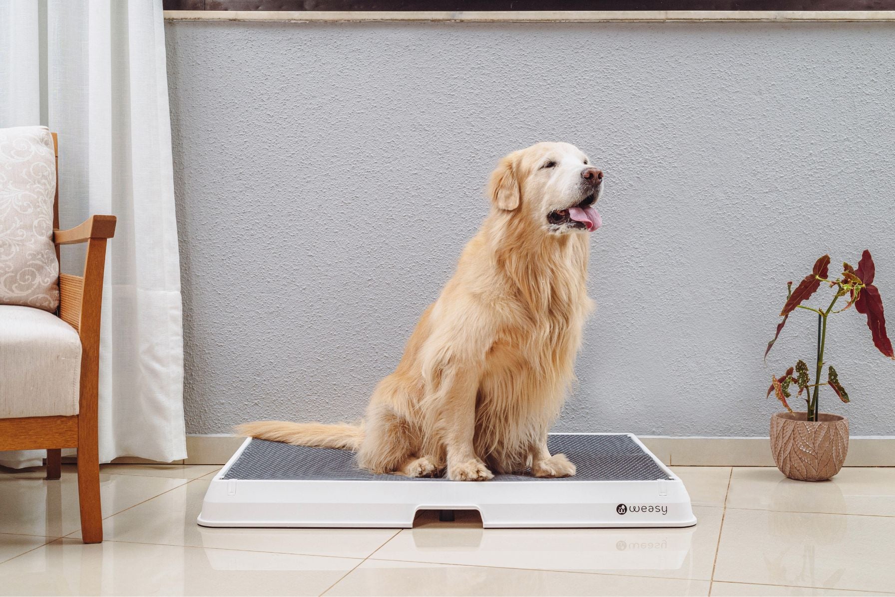 image of a golden retriever  sitting on the Weasy Smart Potty size large on the floor. 