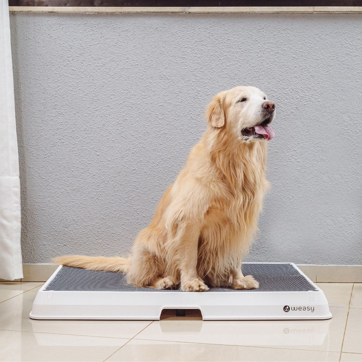 image of a golden retriever  sitting on the Weasy Smart Potty size large on the floor. 