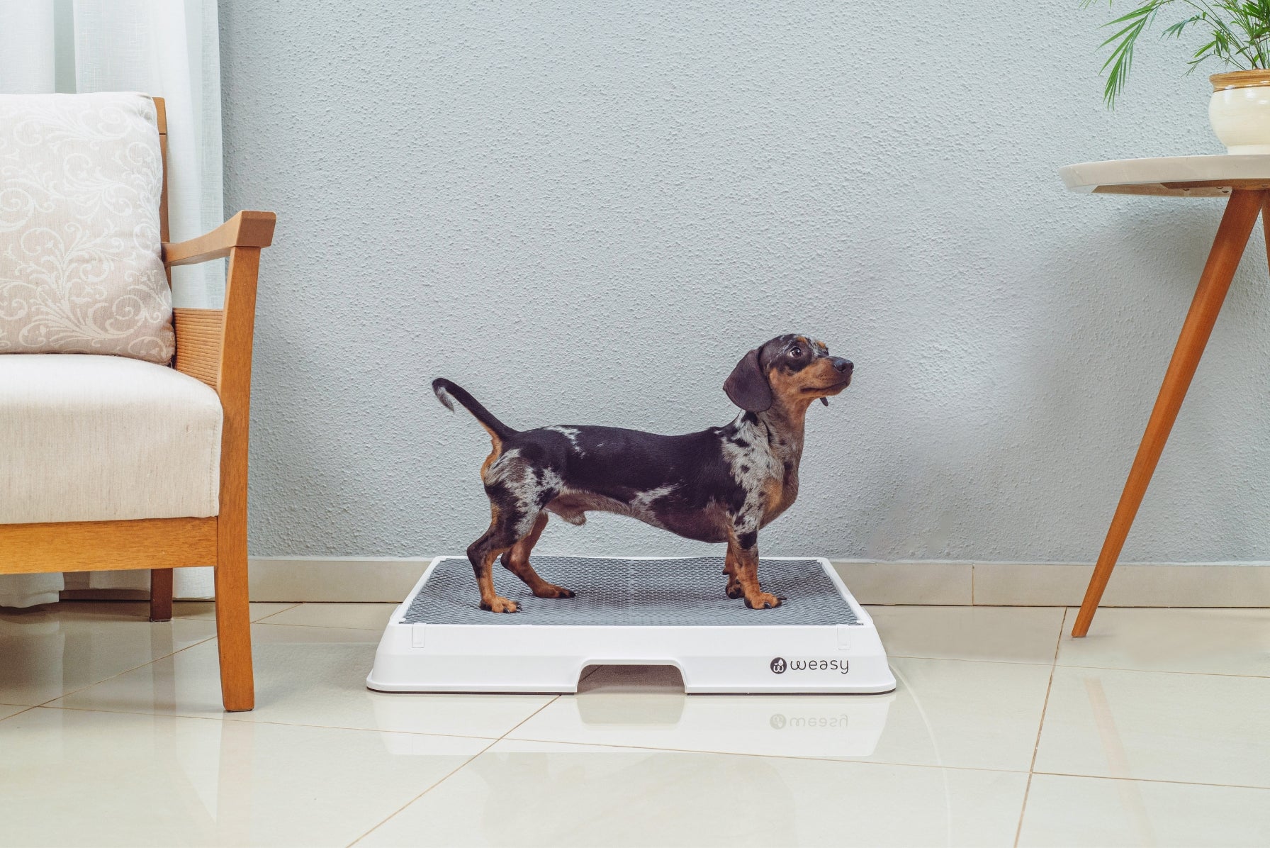 image of a dog sitting on the Weasy Smart Potty size medium
